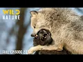 Download Lagu The Baltic | Survival in a Pristine Ecosystem | Animal documentary