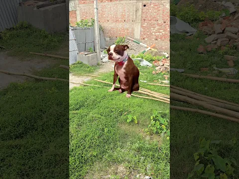 Kalwa ko banaya kutta 😂 #shorts #funnyvideo #shortsfeed #shortvideo