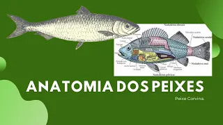 Anatomia Dos Peixes - Peixe Corvina - Medicina Veterinária