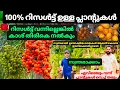 Download Lagu റിസൾട്ട് വന്നില്ലെങ്കിൽ കാശ് തിരികെ നൽകുമെന്ന് ഉറപ്പ് നൽകിയ പ്ലാന്റുകളുമായി... 🔥🔥 fruitplant 