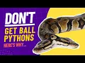 DON T GET A BALL PYTHON Here s why