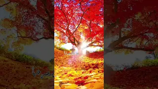 نقيلي احلى زهرة يافراشة نقيلي                    فراشة وزهرة                 عبير نعمة دندنها