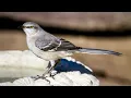 Mockingbird Bird Sound, Bird Song, Bird Call, Bird Calling Chirps, Listen Birds Chirping Melody