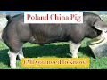 The Poland China Pig Breed Large Rapid Weight PIG BREEDS
