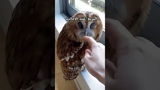 الفرق عند الاجانب وعند العرب دندنها