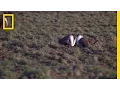 Download Lagu Burung Aneh Menggoda dengan Suara Aneh | National Geographic