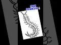 How to draw Centipede insect free coloring pages download