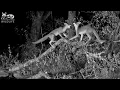 Download Lagu Wild fox zoomies:  Best video ever of young gray foxes at play