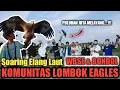 Download Lagu soaring burung elang WBSE \u0026 BONDOL di bukit merese kuta mandalika lombok
