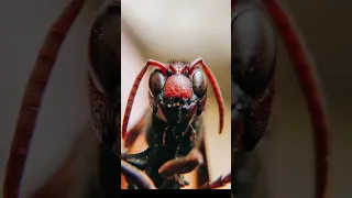 تعرف أن النمل من اقوي الكائنات الي ممكن تشوفها في حياتك  تعرف أن النمل من اقوي الكائنات الي ممكن تشوفها في حياتك