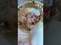 Lagu Canary Chick's #birds #ytshorts #shorts #shortvideo #shortsviral #canary #canarias #canarybird #bird