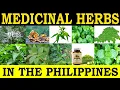 Medicinal Herbs in the Philippines and their Traditional Medicinal Uses