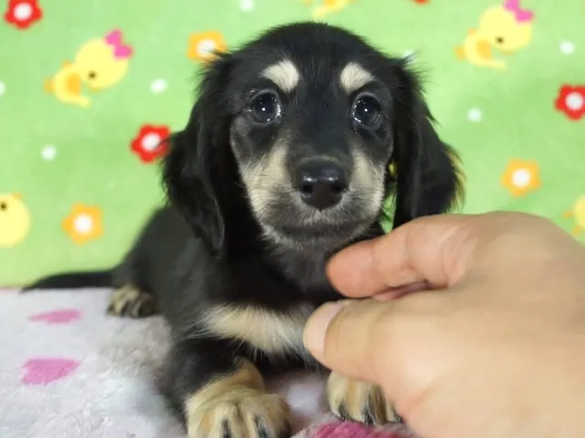 動画