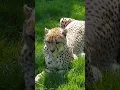 Download Lagu Cheetah chirps #cheetah