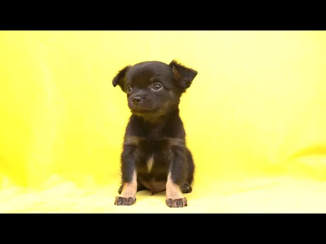 動画