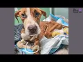 National Feed A Rescue Pet Week