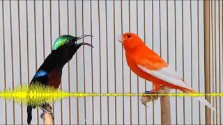 Download Suara Burung : Kolibri Vs Kenari Master Andalan Kicau Mania MP3