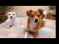 Passion 4 Paws ADOPT ROSCOE