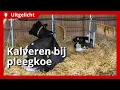 Lagu Uitgelicht | Kalf bij een pleegkoe houden