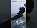 Download Lagu BURUNG ELANG BESAR TERBANG SANGAT GAGAH🦅 #shorts