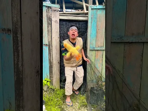 satu satu buang mainan ayam !