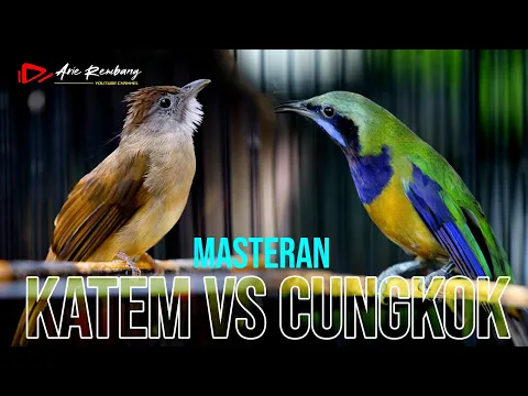 Download MP3 MASTERAN WAJIB !! CUNGKOK GACOR vs KATEM GACOR