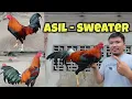 Sweater - Asil cross breeding Maganda kaya kinalabasan