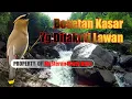 Masteran Besetan Kasar Yg Ditakuti Lawan #masterankasar  #masterankasaran #masteranbesetan