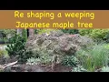 Re shaping a weeping Japanese maple tree