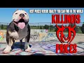 PRICES BREAKDOWN ON OUR AMERICAN BULLY PUPPIES FROM THE WORLD FAMOUS KILLINOIS KENNELS