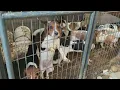 Woman pleads non-guilty to charges in alleged puppy mill in Adair County 141 animals rescued
