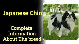 Download Japanese Chin. Pros and Cons, Price, How to choose, Facts, Care, History MP3