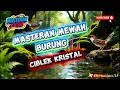 Lagu MASTERAN MEWAH BURUNG CIBLEK KRISTAL DI JAMIN 💯TOP!!!