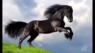 شيلة الدواسر محزم العز 