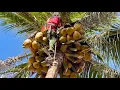 Lagu Cưa cây dừa siêu trái to , Ở chợ Nhà  Bàng . Cưa cây kỷ thuật cao