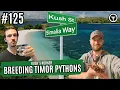 The Keys To Breeding Timor Pythons Kush s Korner Live