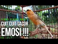 Burung Kenari Cuit CUIT Super BUNYI, Masteran Kenari PAUD, Pancingan \u0026 Masteran Kenari MACET BUNYI
