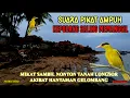 Download Lagu TERBARU🦅 SUARA KEPODANG ANAKAN \u0026 INDUK BERSAHUTAN
