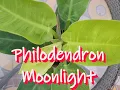 philodendron moonlight or philodendron lime Care