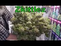 Zkittlez Autoflower Harvest and Topping The AutoPot Grow
