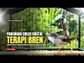Lagu suara burung CIBLEK GACOR NGEBREN Pancingan Ciblek Semi bahan jadikan ciblek kristal gacor Tarung