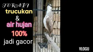 terapi suara air dan kicauan burung trucukan