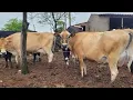 Download Lagu 25 VACAS EM LACTAÇÃO A VENDA ITAIBA PE 87 98119-2343 (05/09/2025]