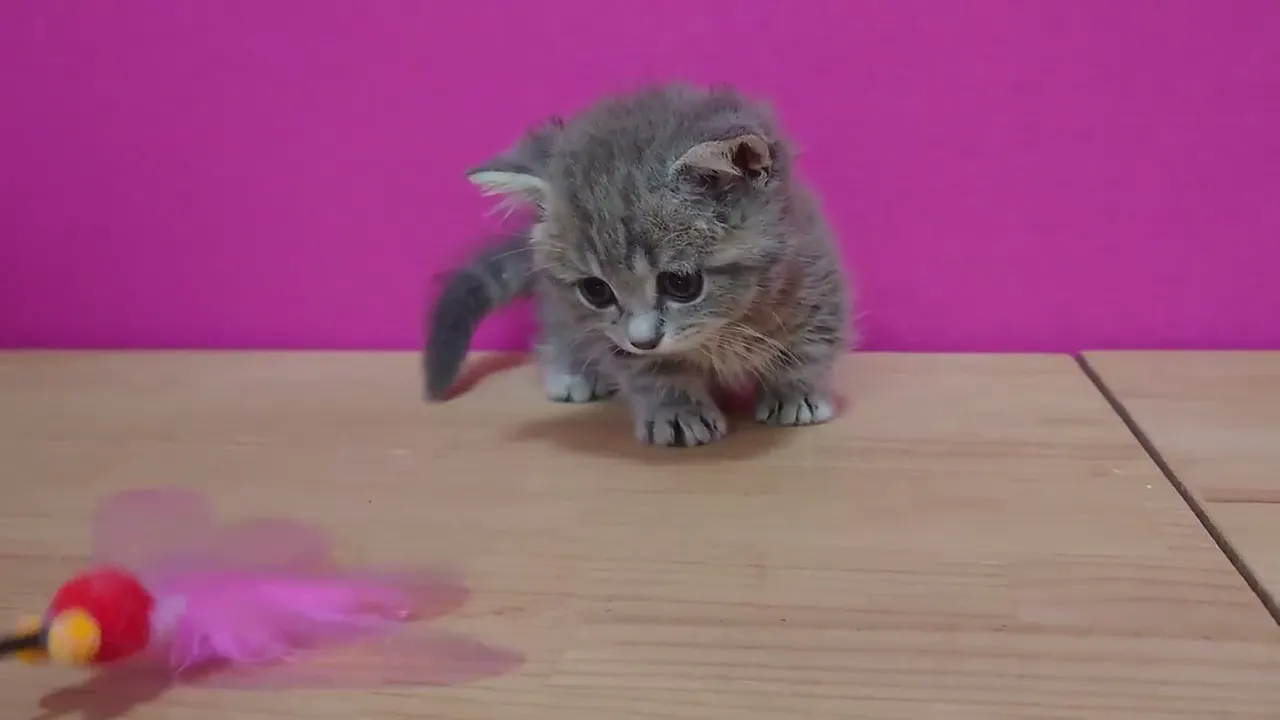 動画