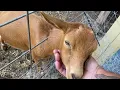 The Goats We Kept This Season