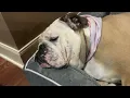 What my CUTE BULLDOG DOES all DAY Day in the LIFE of a ENGLISH BULLDOG