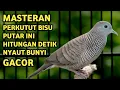 Lagu Perkutut Lokal Gacor Suara Super Kristal - Pancingan Malas Bunyi  (99%AMPUH BANGET)