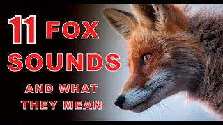 11 fox sounds explained understand their mysterious calls