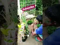 Download Lagu #nursery #flowers #plants #dumdum_cantonment #nature #rupam_nursery