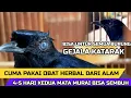 BURUNG GEJALA KATARAK BISA SEMBUH TOTAL,,,CUMA PAKAI OBAT HERBAL GRATIS DARI ALAM